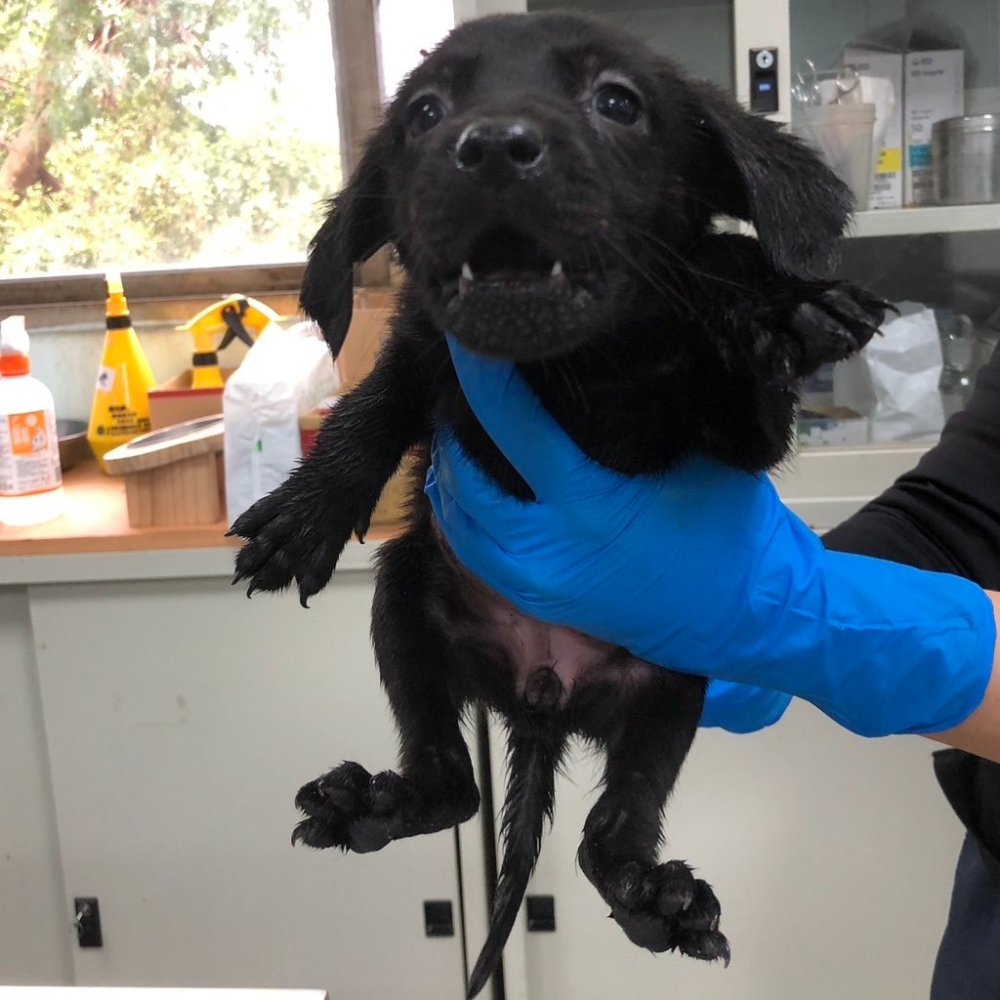 ❮全新❯ ibits 多功能手機掛繩 斜掛背包繩 花色包芯相機繩 手機掛繩 手機吊繩 掛脖繩 頸掛繩 可調節-細節圖8