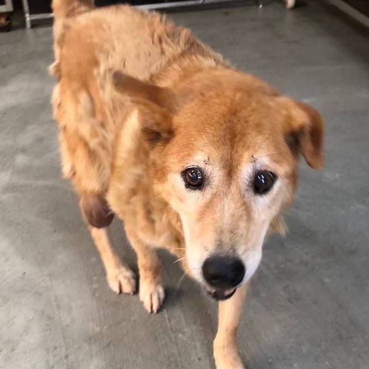 ❮二手❯ CNDB USB超強風力掛脖式風扇 掛脖子風扇 小風扇 掛脖風扇 迷你風扇 手持風扇 運動風扇 頸掛風扇-細節圖10