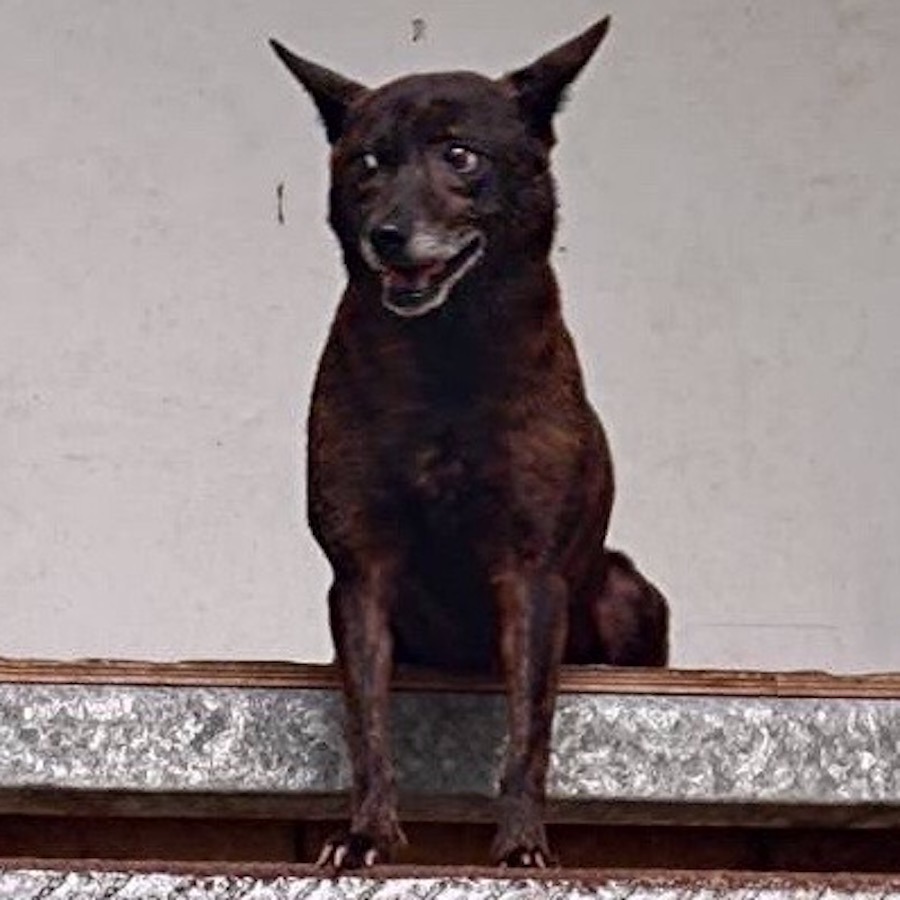 ❮全新❯ 美國 Apple 蘋果 iPhone 7/8 plus/13/13 min 防護保護貼 玻璃防摔 9D保貼-細節圖6