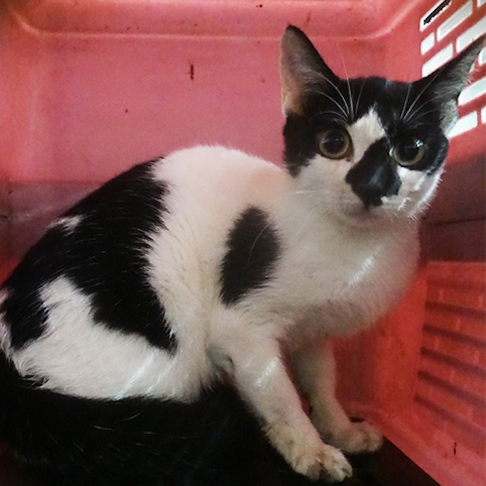 ❮二手❯ 日本 DAISO 大創 寵物用 貓狗 打薄剪刀 修剪剪刀 5.5*13.7cm 狗剪刀 貓剪刀 剪毛刀 美容-細節圖6