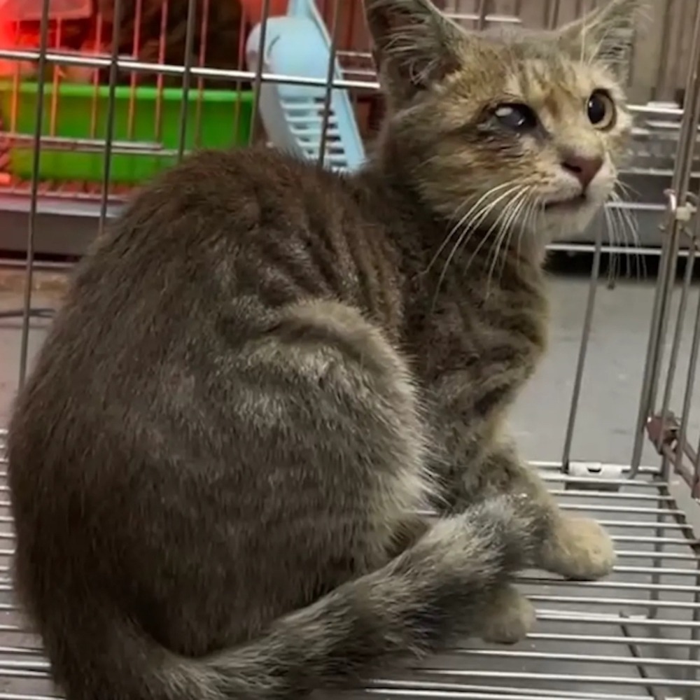 ❮二手❯ DC變壓器 12V 1A 1.25A 2.5A 孔徑 5.5*2.1mm通用 3C電器充電-細節圖4