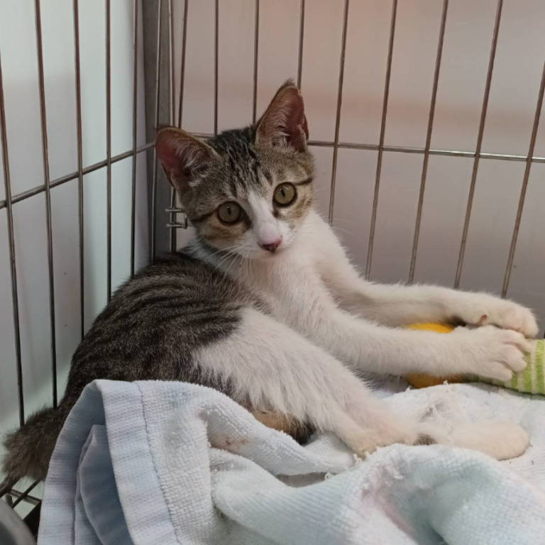 ❮全新❯ 日本 ROBERTA DI CAMERINO 諾貝達 雜誌附錄 多功能收納包 化妝包 立體化妝箱 盥洗包 化妝-細節圖7