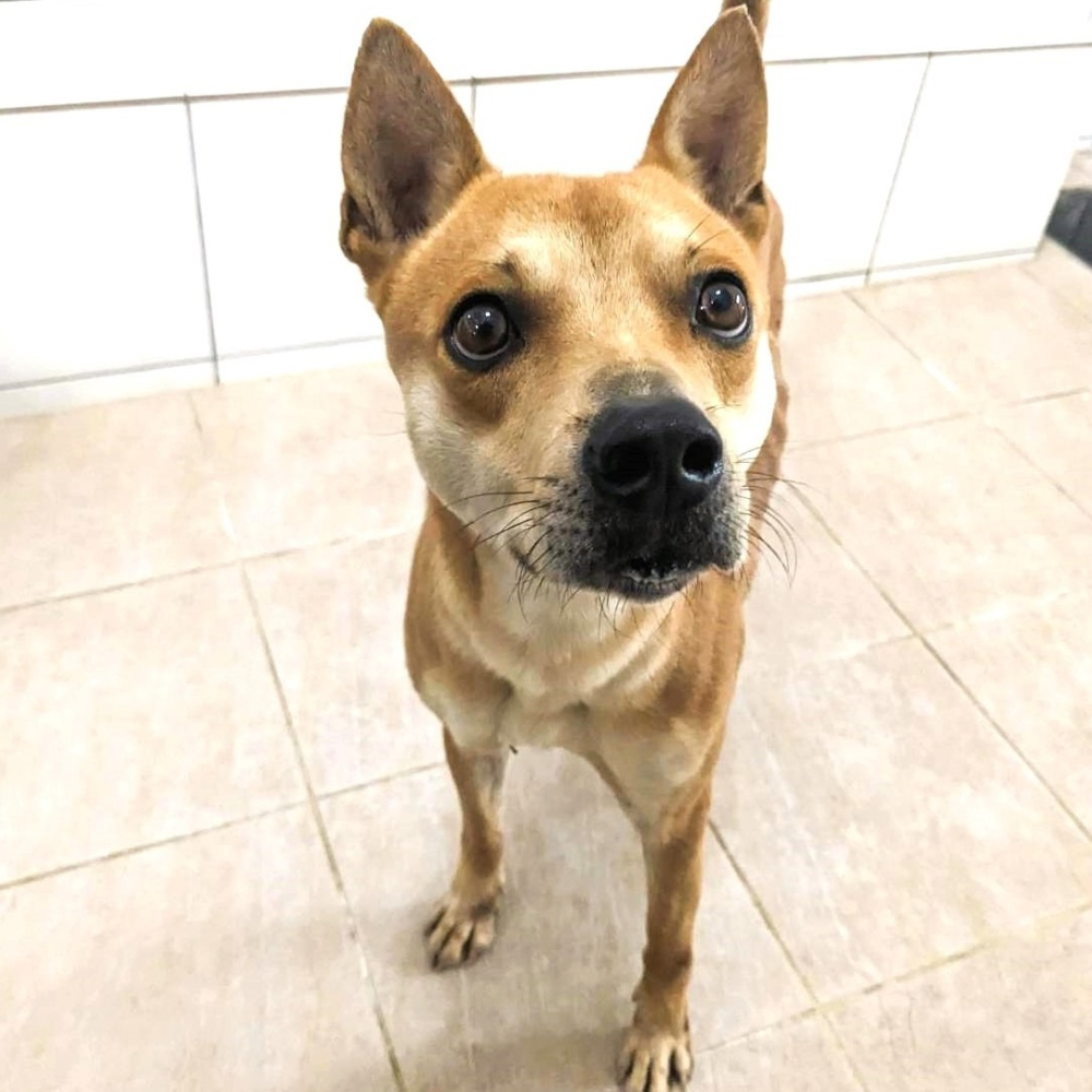 ❮二手❯ KRONE 立光 梭哈手USB防水鍵盤 SK0B 電競鍵盤 有線鍵盤 符合人體工學 手感更舒適超彈力回饋-細節圖8