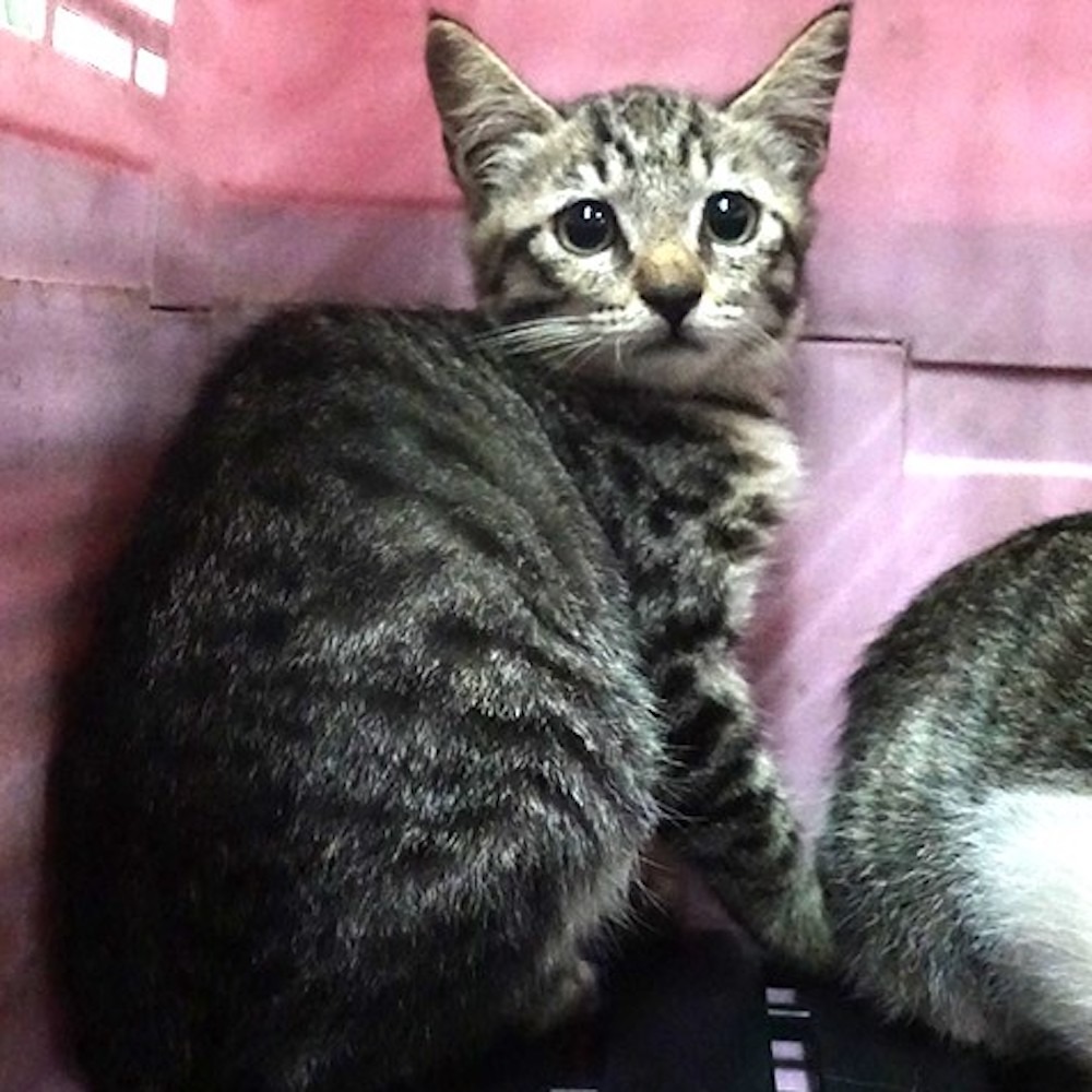 ❮二手❯ 加拿大 Cachet plus 多件式省空間衣架 長褲架 褲裙夾 褲裙衣架 帶夾子 曬內衣 胸罩 內褲 衣櫥架-細節圖3