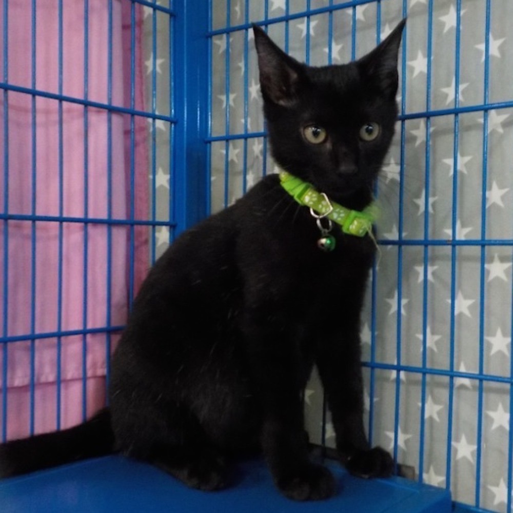 ❮二手❯ 美國 COSTCO 好市多 Professional 延長線 2P/3P 1開7座 2.4A雙孔USB充電埠-細節圖10