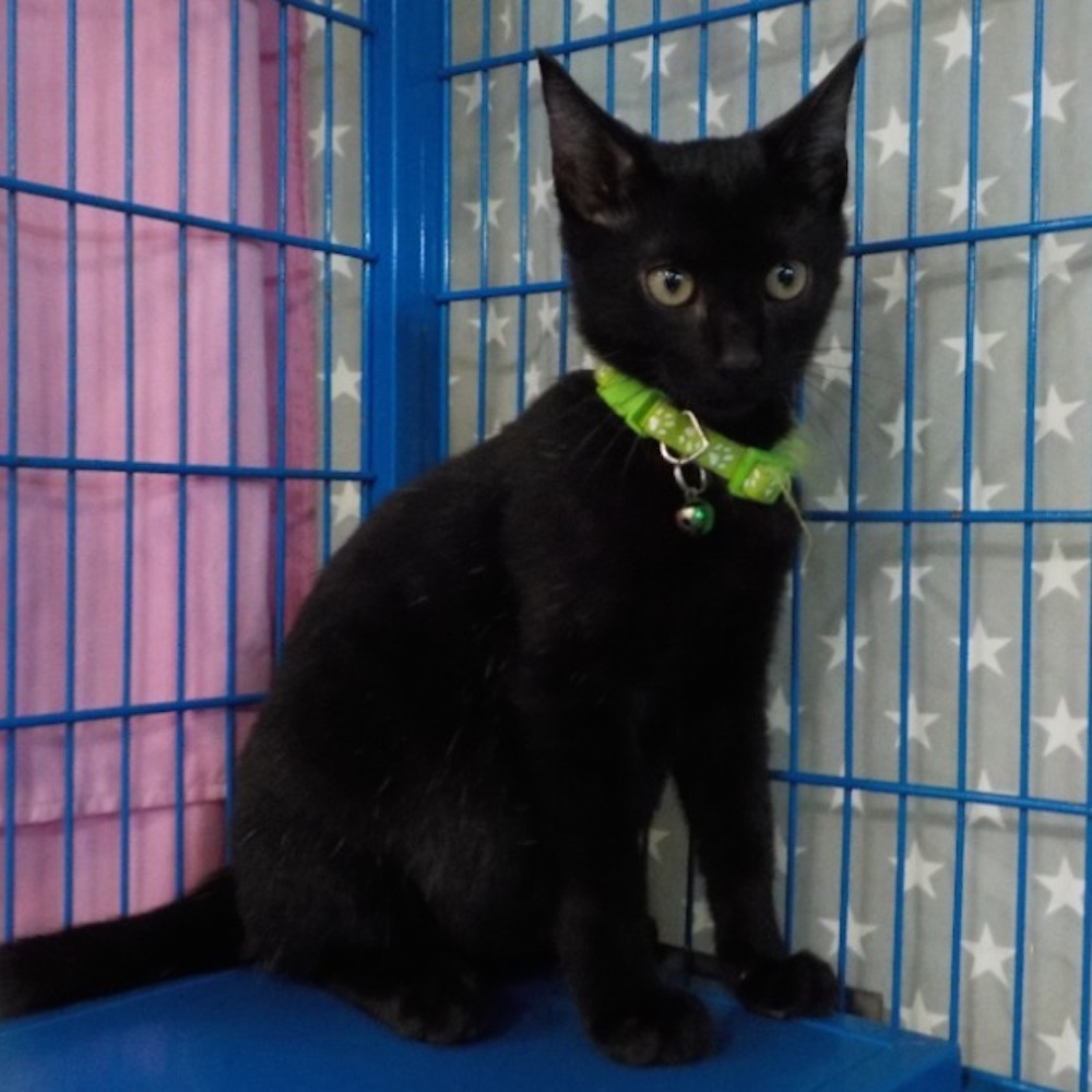 ❮近新❯ 美國 Timberland 短筒靴 棕色正絨面革 適合腳長23.5-24cm 布魯克林徒步旅行者 輕量網眼襯-細節圖11