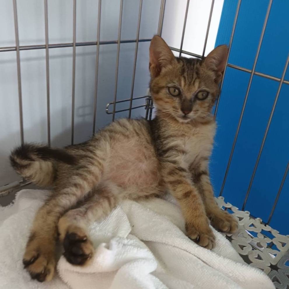 ❮全新❯ 慈濟 Tzu-Chi 法華三部 精裝正版 無量義經 妙法蓮華經 觀普賢菩薩行法經 證嚴法師 上人 靜思人文-細節圖8