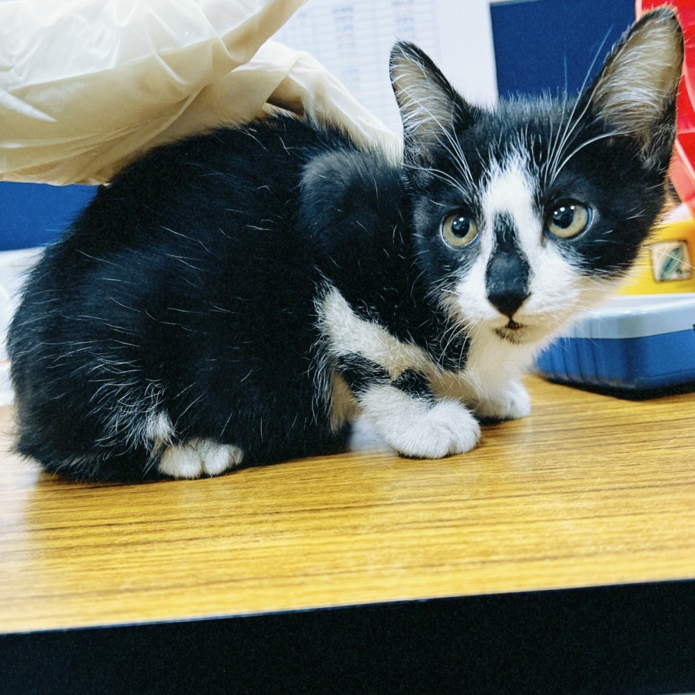 ❮二手❯ 日本 印匠 PLA列印料 1000g 印匠の糸 白 White 86Duino-Line-C0W 3D列印機-細節圖7