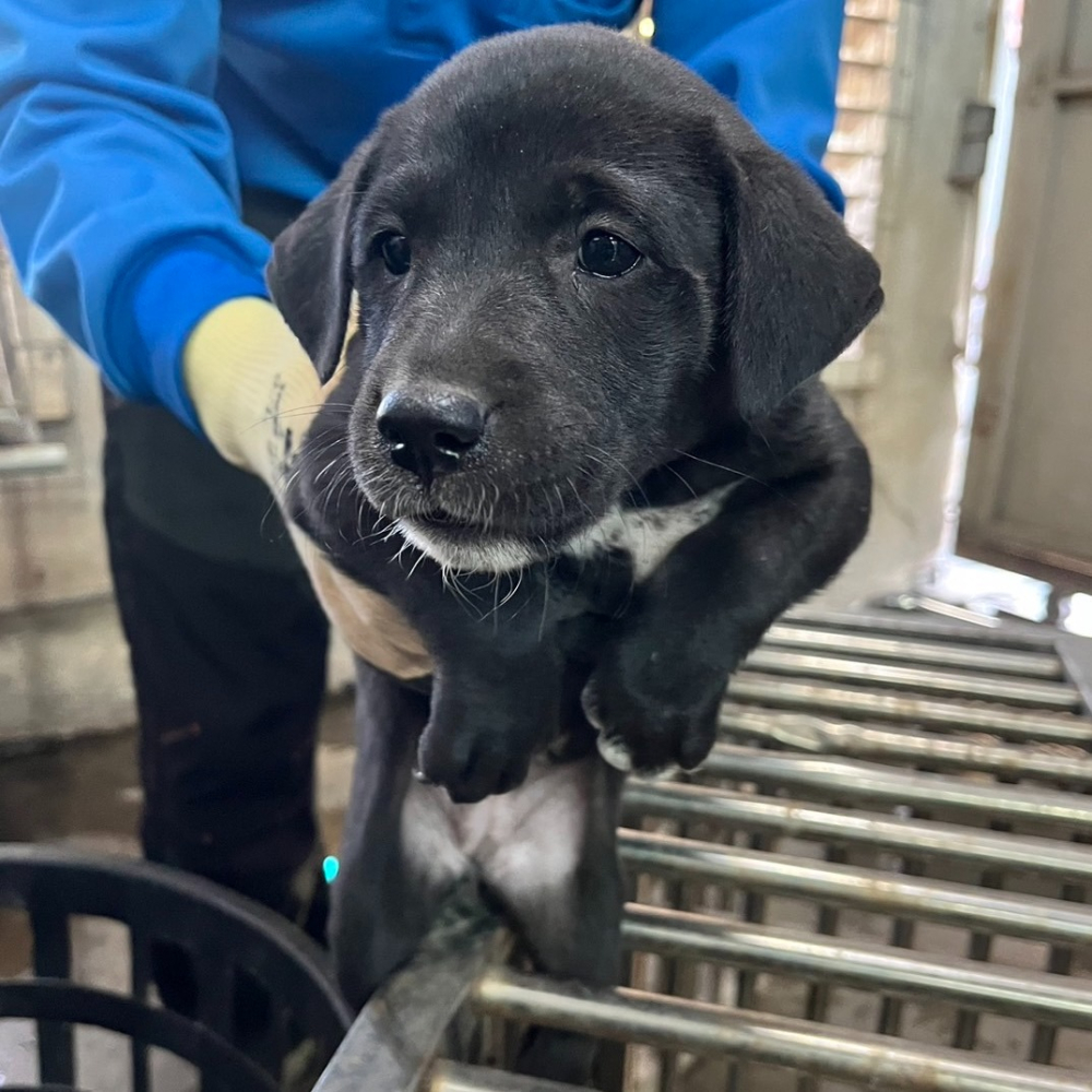 ❮近新❯ 美國 Christmas stocking 超大聖誕襪  聖誕襪大型佈置 巨大聖誕襪 聖誕襪 超大聖誕襪-細節圖7