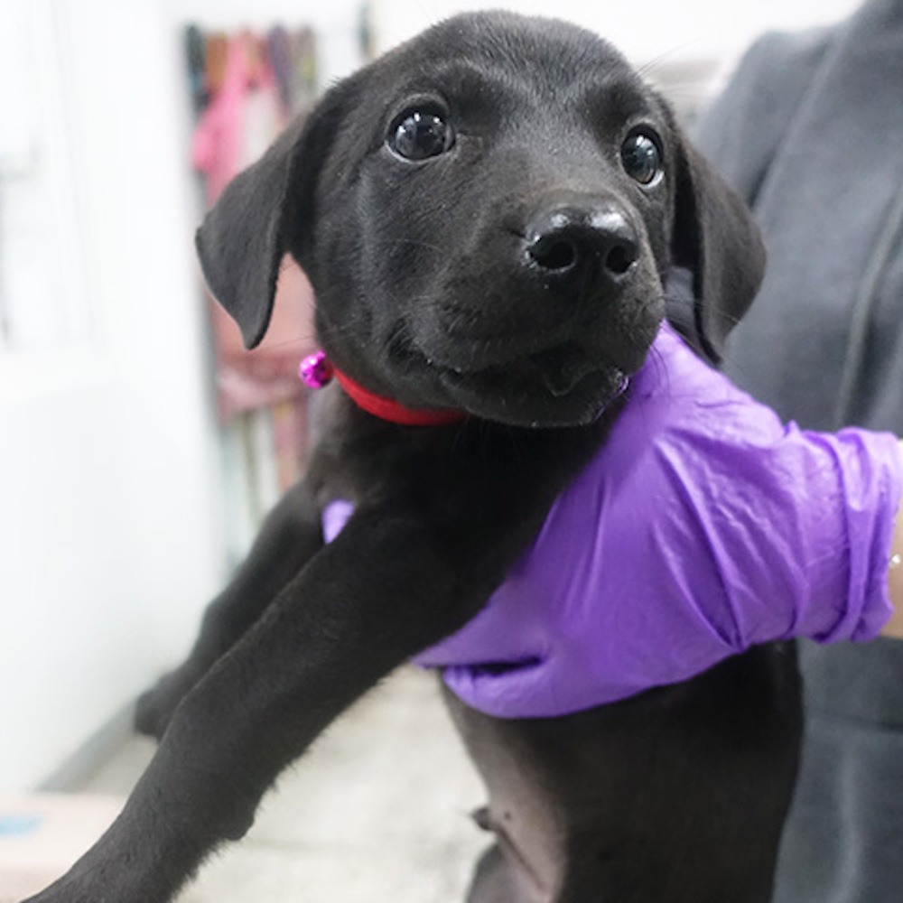 ❮近新❯ DogLemi 頭套 防舔頭套 貓頭套 狗頭套 軟布頭套 羞恥圈 防舔保護圈 寵物防舔頭套 狗狗頭套-細節圖4