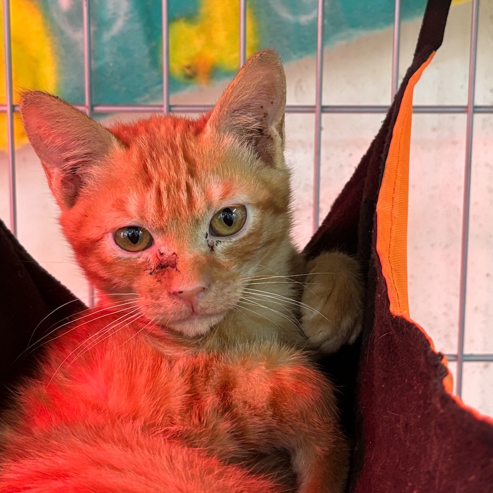 ❮全新❯ 法國 FORUOR 隨行餐具組 304不鏽鋼餐具組 隨行餐具 不銹鋼 湯匙 筷子 環保餐具 午餐餐具餐袋-細節圖7