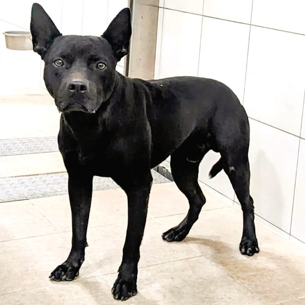 ❮二手❯ NU SKIN 如新台灣 ageLOC Me®  新智我2.0 ® 儀器 主機 肌膚管理智能儀器 旅行分裝罐-細節圖8