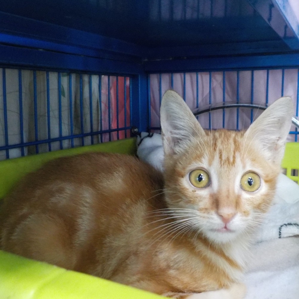 ❮全新❯ Kamera 佳美能 KA-07S 數位器材 七合一小清潔組 輕巧組合 攜帶便利 清潔利器便攜式小型清潔組-細節圖7