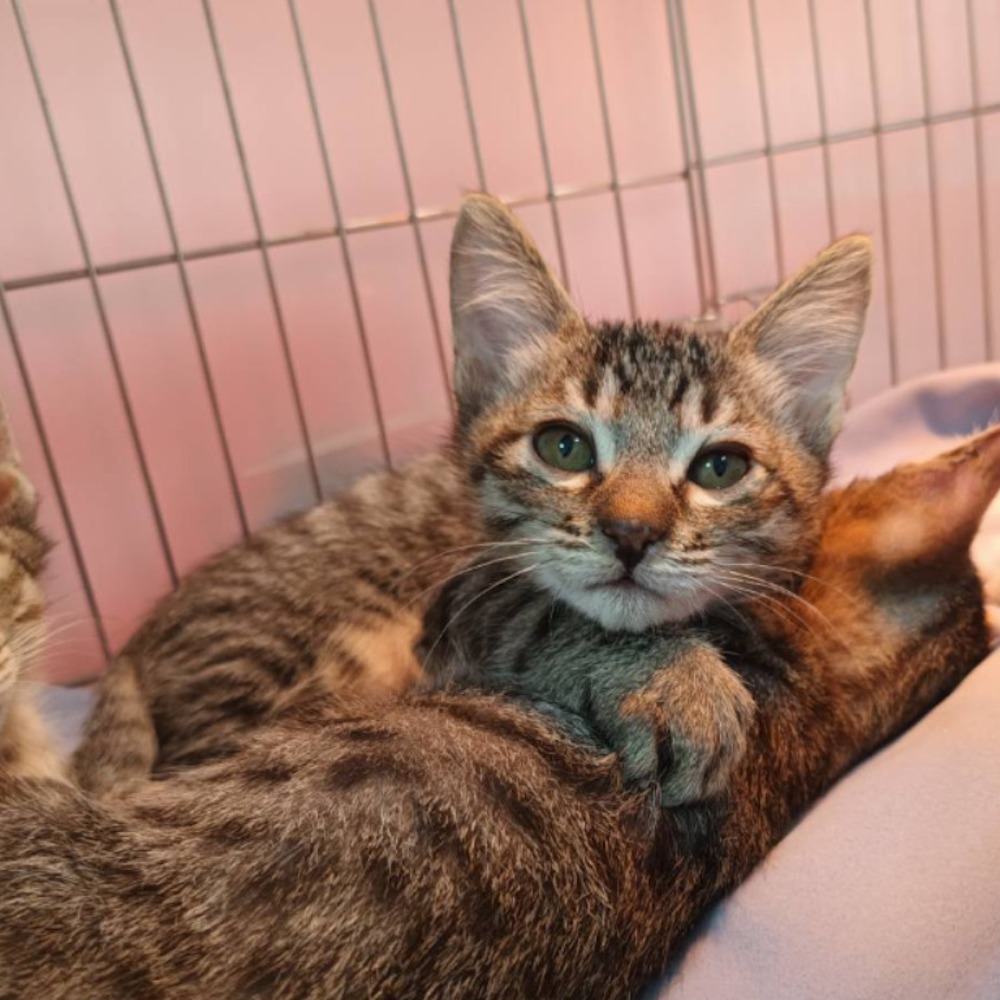 ❮近新❯ 日本 Sanrio 三麗鷗 雙子星 涼感坐墊 正版授權 36*36cm 坐墊 涼感巾 冰涼墊 午睡墊-細節圖8