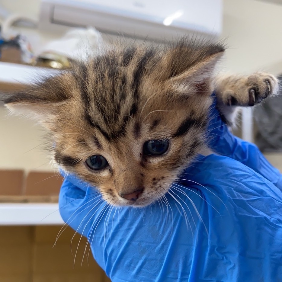 ❮全新❯ DIY 爬蟲孵蛋盒 適用孵蛋機 溫濕度計 飼養箱 自製孵蛋器 繁殖 守宮 蜥蜴 烏龜陸龜 蛇 產卵 孵化盒-細節圖9