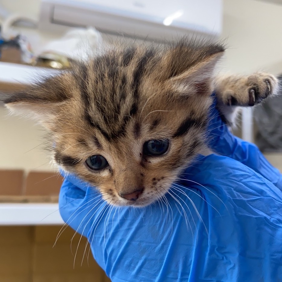 ❮二手❯ 芬蘭 FIDA 寵物手動伸縮牽繩 Str. S 5m/15kg 寵物牽引繩 5米 自動伸縮貓狗 外出牽繩-細節圖10