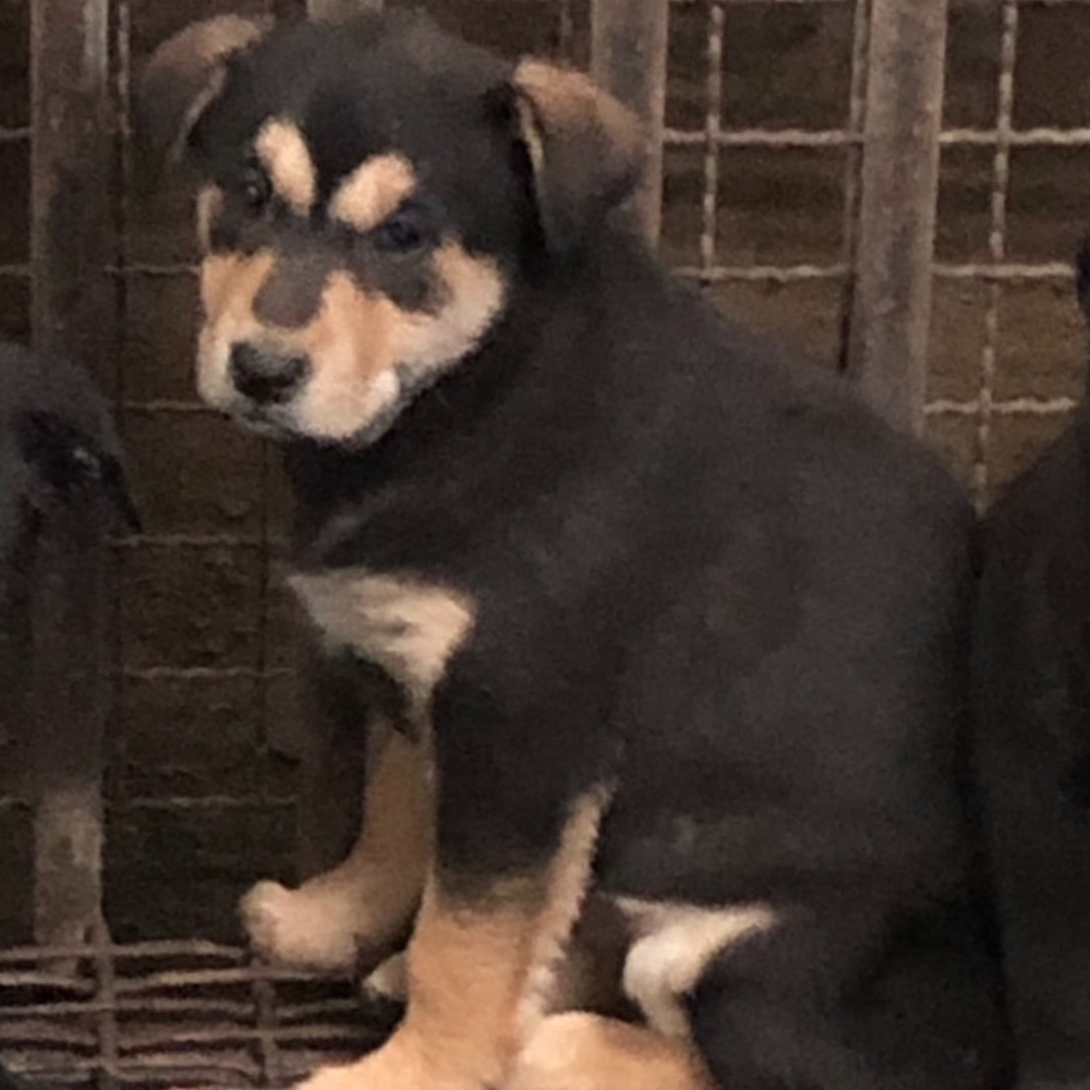 ❮近新❯ 美國 Hang Ten 一體成型廚師鞋 鞋頭包覆 27號 透氣 可拆鞋墊 止滑 耐磨大底 8688黑-細節圖10