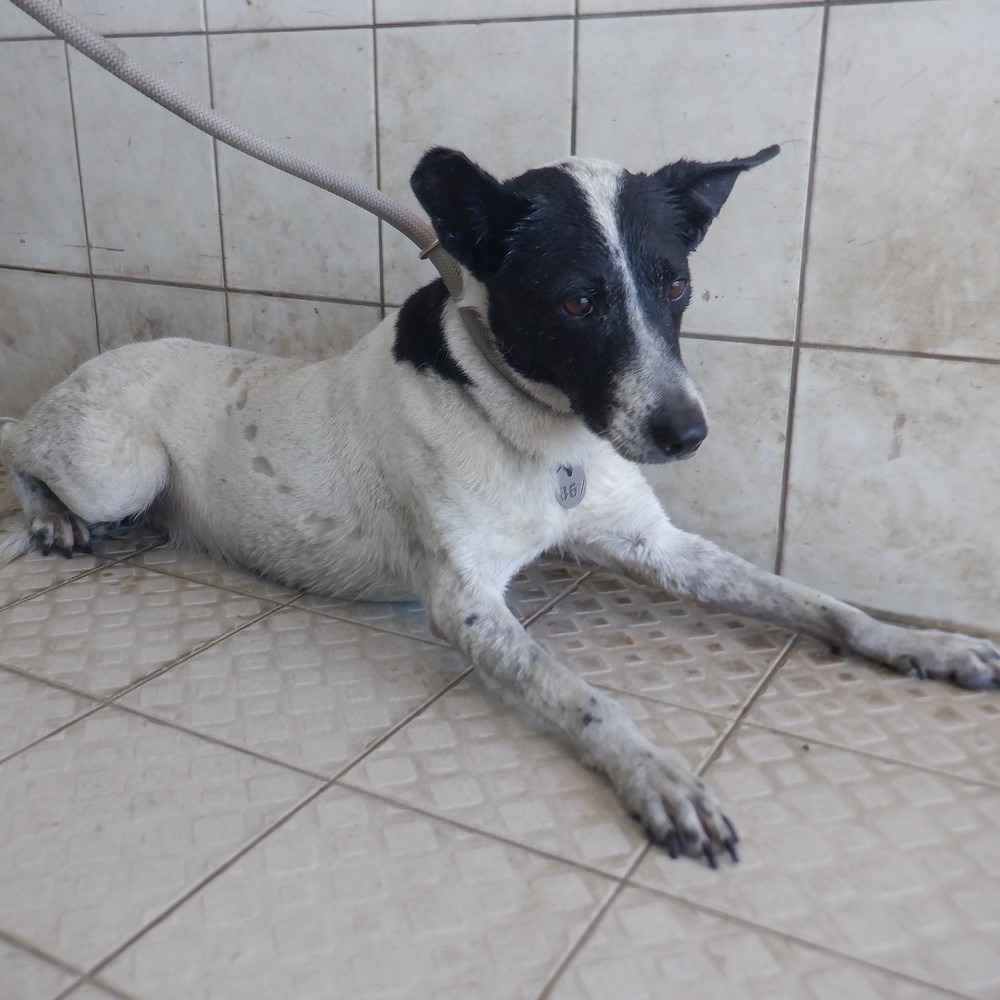 ❮近新❯ FunnyBuy 趣買 矽膠氣墊按摩洗頭刷 氣壓式頭皮按摩刷 軟式按摩刷 洗頭刷 頭皮按摩梳 SPA洗髮按摩梳-細節圖9