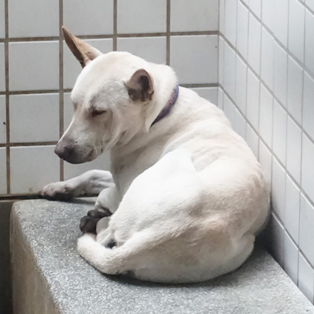 ❮二手❯ Touchdog XL號 中小型犬貓 狗狗衣服 鋪棉背心 秋冬寵物 泰迪雪納瑞巴哥柴犬潮牌保暖法斗牛仔衣-細節圖9