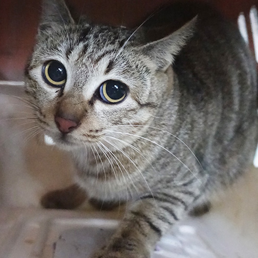 ❮二手❯ 美國 blacklabel 無線藍牙喇叭 BL-PWS05 無線藍芽喇叭 真無線 重低音 運動喇叭 音箱 音響-細節圖10