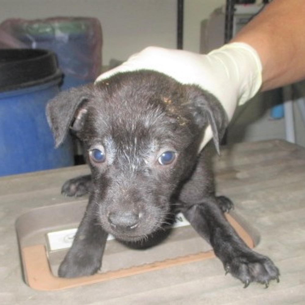 ❮全新❯ 美國 Supreme 束口包 後背包 right in your face arrive ON-HAND!F-細節圖10