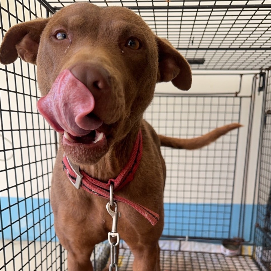 ❮全新❯ 冰島 Ísland Puffin 冰島鳥 渡渡鳥造型 嬰幼兒室內鞋/襪 0-18個月 送禮自用 秋冬保暖襪子-細節圖9