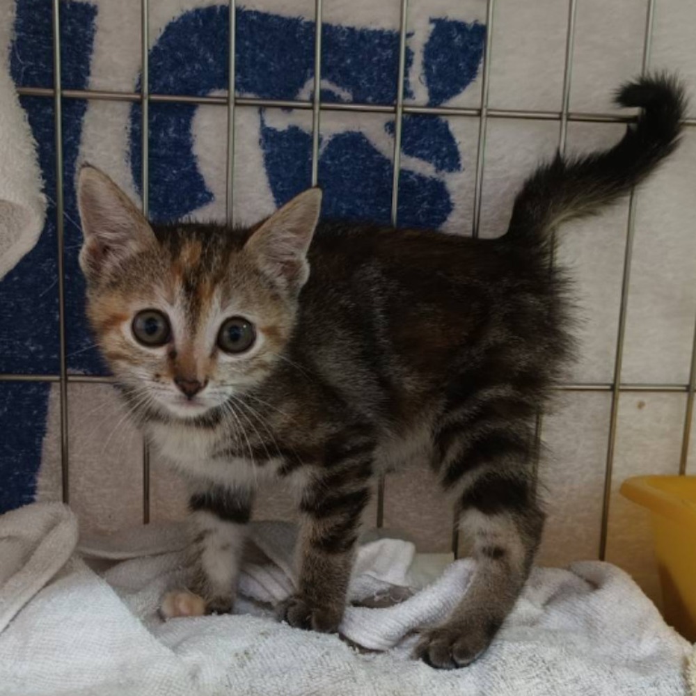 ❮全新❯ Magsafe 磁吸盤支架 magsafe 支架 壁掛手機支架 黏貼支架 iphone 手機固架 磁吸手機架-細節圖6