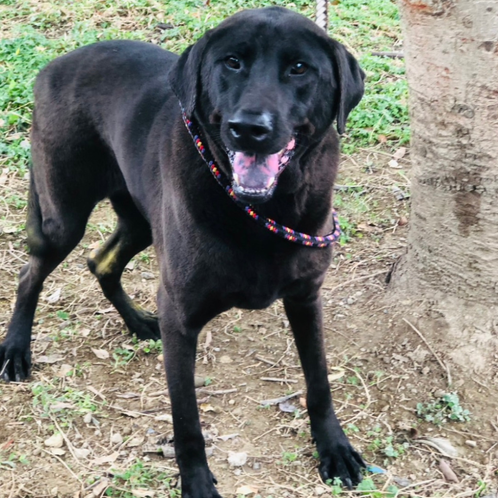 ❮二手❯ MOLIJIA 魔力家 即食行熱 多功能美食料理電火快煮鍋 2.2L BY011008 泡麵鍋 電火鍋-細節圖9