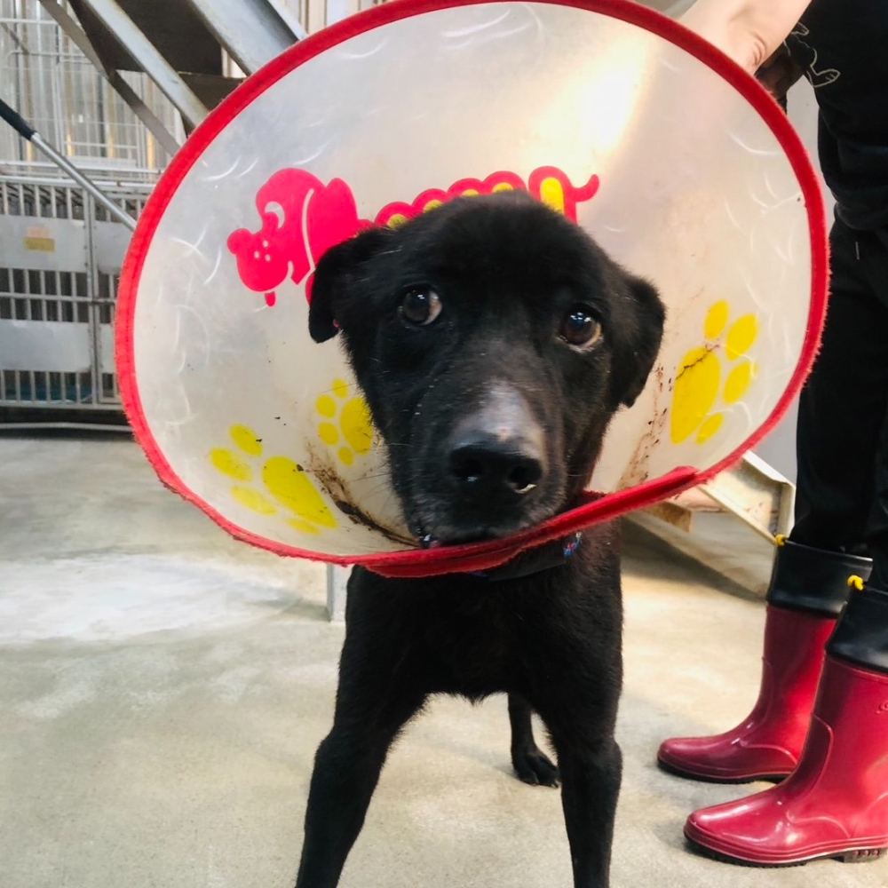 ❮近新❯ Photography 攝影C型魔術軟管 多功能U型大力夾萬用夾軟管攝影配件 直播/攝影配件推薦 影棚設備推薦-細節圖7