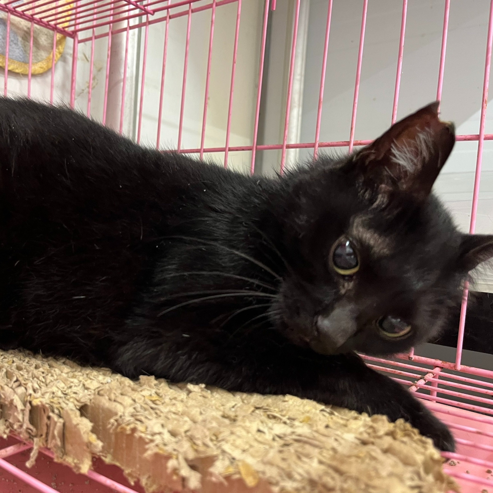 ❮二手❯ Apple 蘋果泳裝 Apple Swimwear 百貨專櫃精品 三件式泳衣 泳帽 上衣 比基尼 泳褲 台灣製-細節圖9