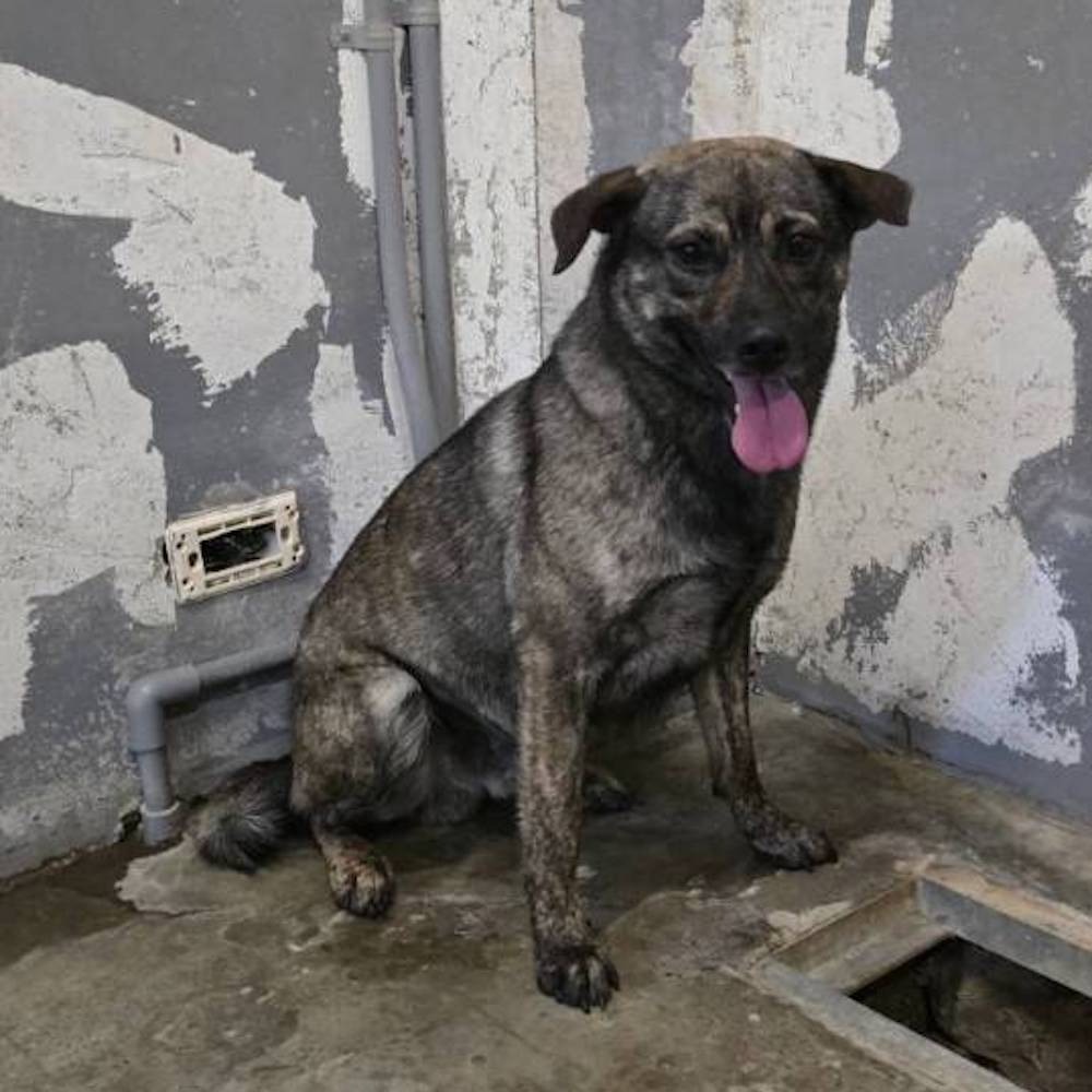 ❮二手❯ Xiaomi 米家 MI 原廠小米手環5 小米手環6 小米手環7 專用充電線 USB磁吸式充電線 智慧型手環-細節圖8