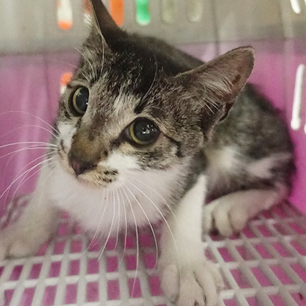 ❮二手❯ MS.PET 日式粉彩 2台尺 三層多功能室內寵物籠 貓籠 松鼠籠 貂籠 小動物飼養籠 CH95BL-細節圖9