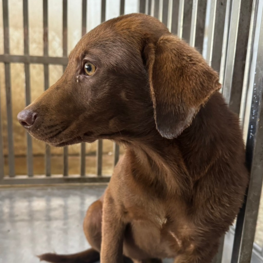 ❮二手❯ 新加坡 dyson 戴森 原廠 電動漩渦塵蟎吸頭 V6 DC62 DC74 DC59 62748 205520-細節圖4