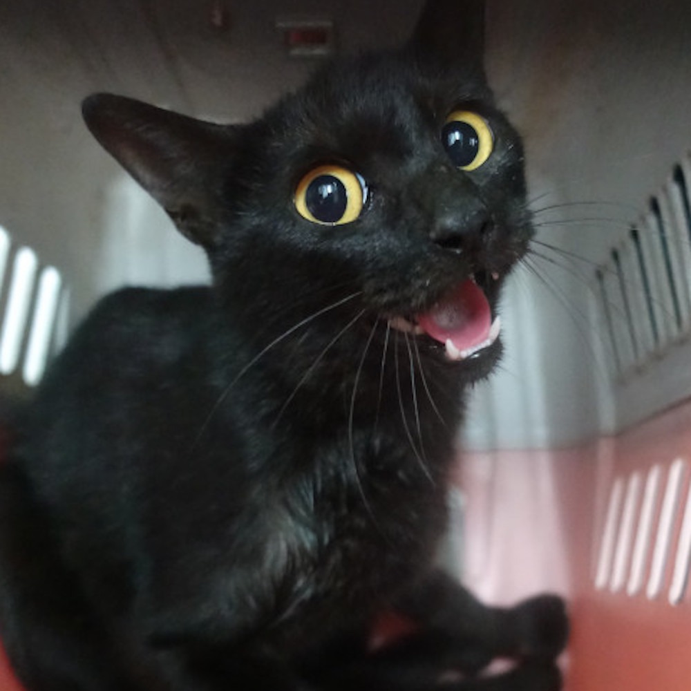 ❮近新❯ 日本 Style ST287 手動吸乳器配件 ST-287 手動吸乳器 擠乳器 吸乳器及配件-細節圖7