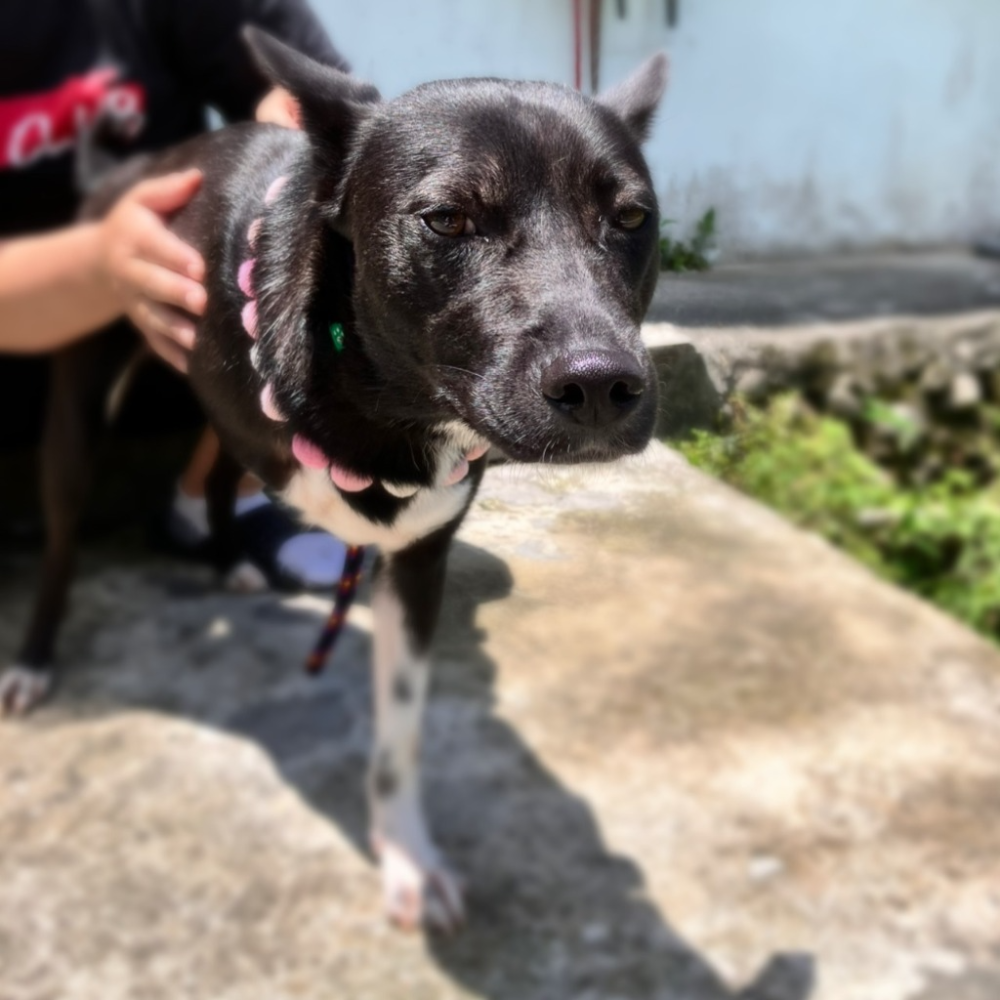 ❮全新❯ 日本 Uniqlo UNIQLO 女裝塑型褲 4分 機能褲 機能塑身褲 塑型褲 提臀褲 黑 緊身褲 內搭褲-細節圖8