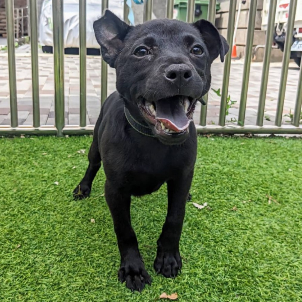 ❮二手❯ YX DJI 大疆 Mavic Air 2 一對六 高速充電器 無人機 空拍機 快速充電 車充 電池充電器-細節圖11