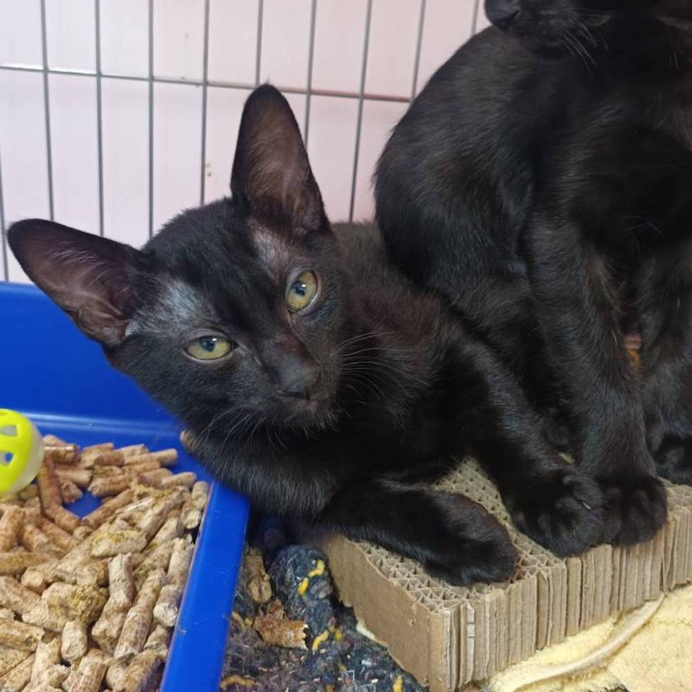 ❮二手❯ 美國 THE NORTH FACE 北臉 SUMMIT系列 M號 女 運動褲 排汗長褲 戶外機能長褲 褲子-細節圖9