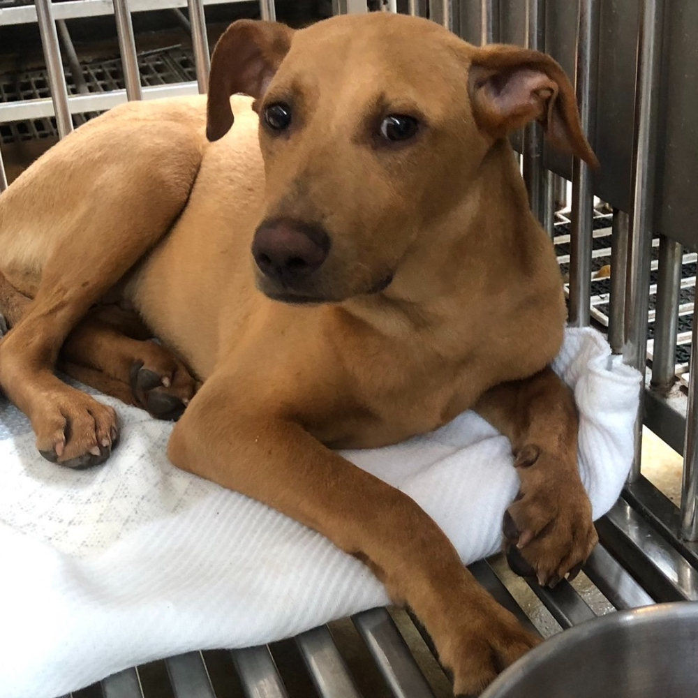 ❮二手❯ HIPRO 19V 3.42A 65W 電源供應器/變壓器 HP-A0652R3B 黃頭 筆電電源線 充電器-細節圖3