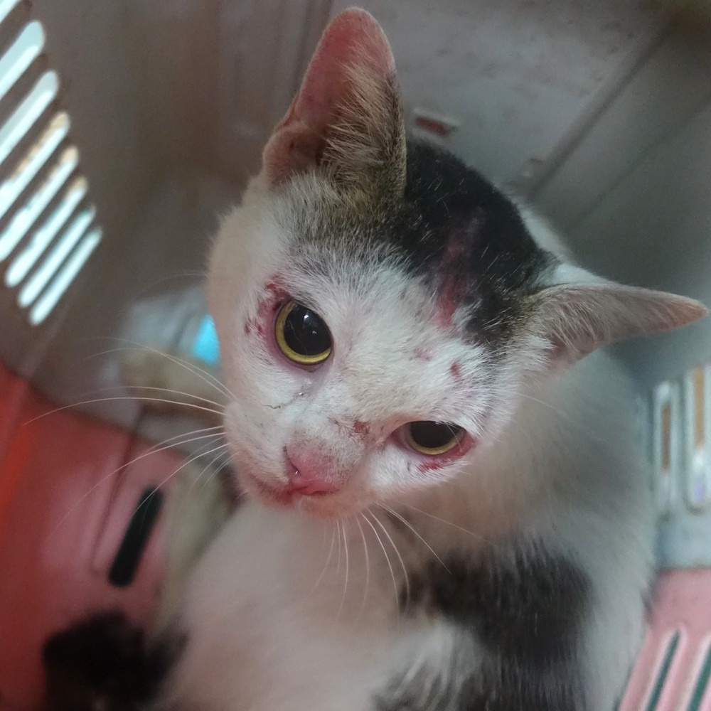 ❮全新❯ 美國 shower ring C型 浴簾圈 掛鈎浴簾環窗簾掛鈎式塑料吊環圈窗簾扣子宿捨床簾環-細節圖5