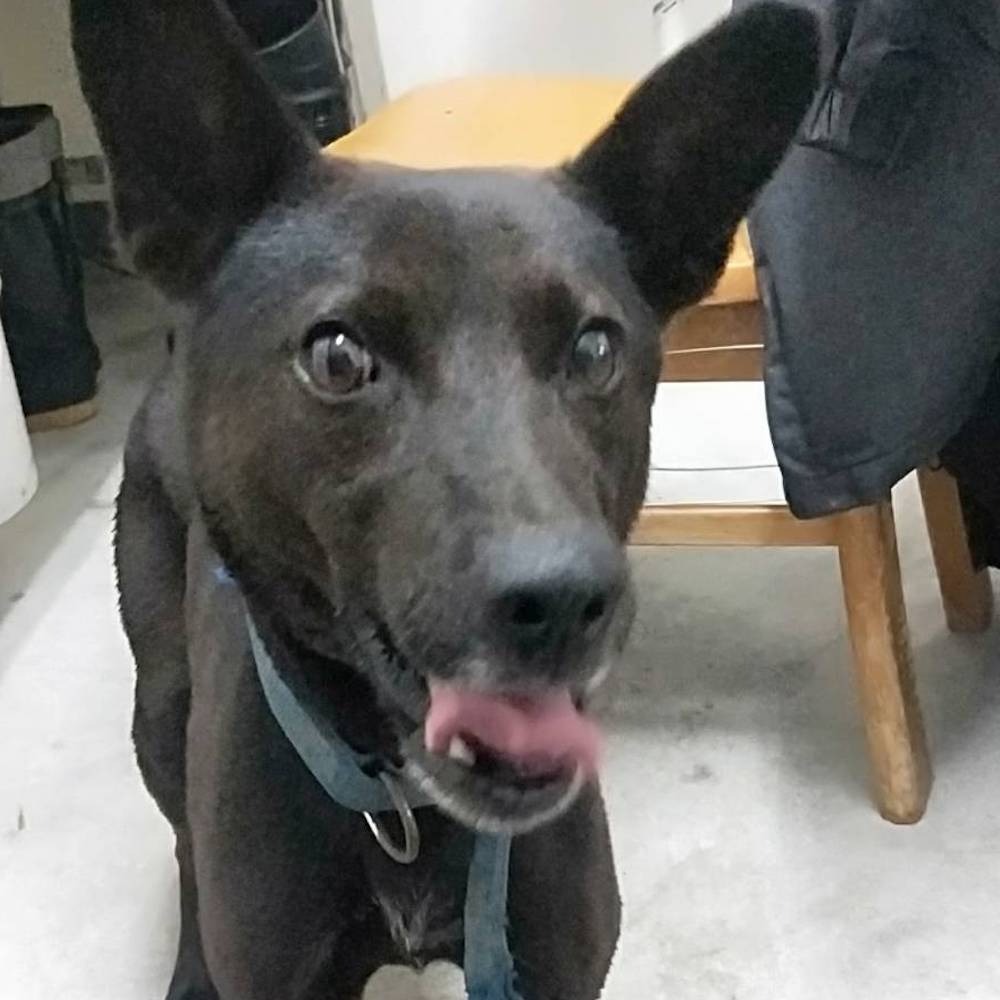 ❮二手❯ 70W 各品牌通用電源線 0817 DC變壓器 通用筆記型電腦交流電源轉接器 帶USB 附液晶顯示器-細節圖6