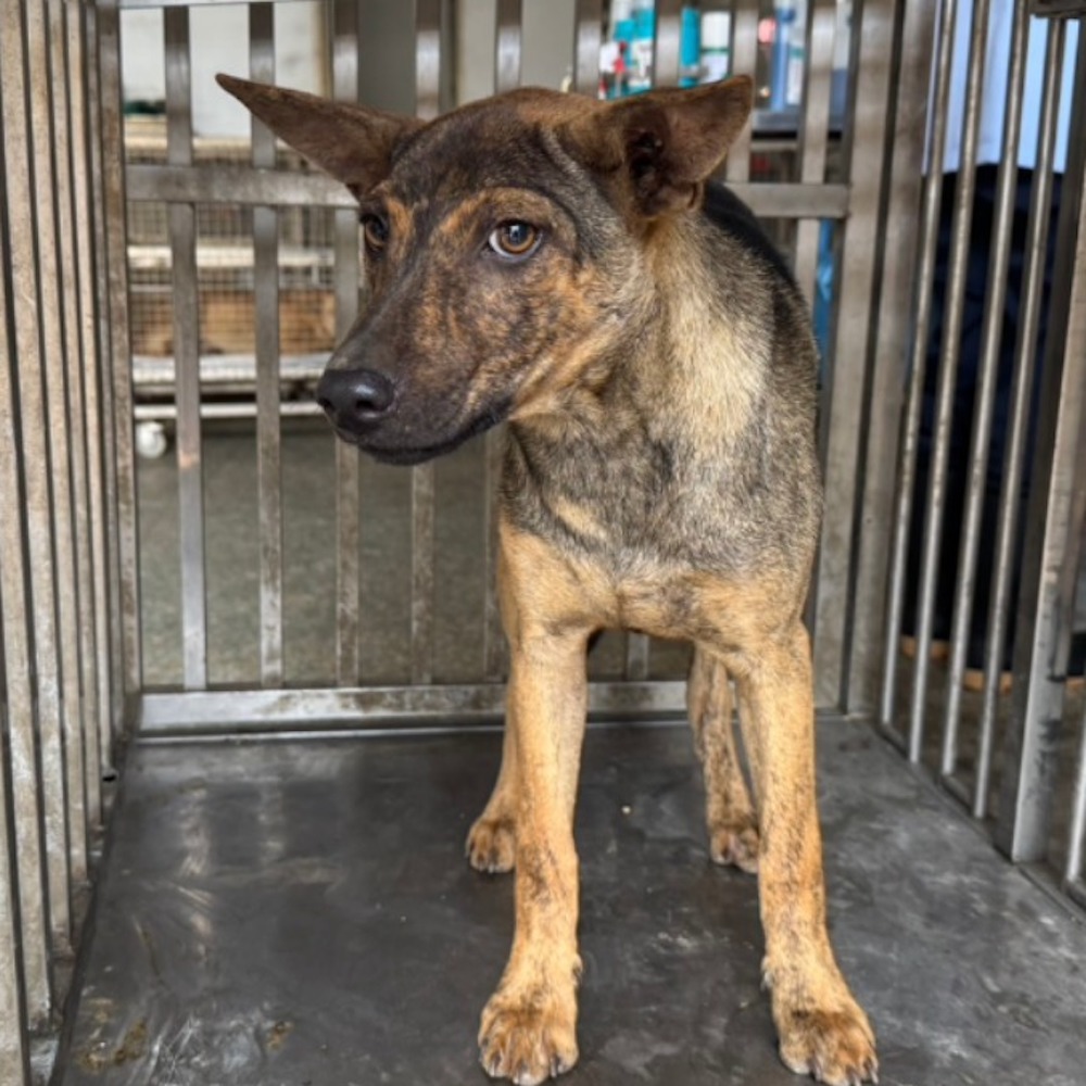 ❮全新❯ 日本 和溫 燒酒杯 焼酎燗酒 溫酒 耐熱燒酒杯 玻璃杯 對杯 玻璃對杯 硼矽酸鹽玻璃 杯子 水晶杯-細節圖5