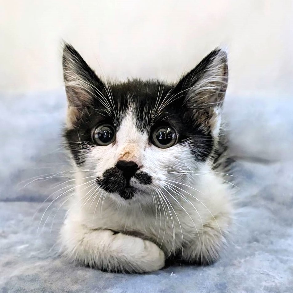 ❮近新❯ 易家居 快速取冰矽膠雙層製冰盒 雙層 矽膠製冰盒 快速取冰 一按一壓 輕鬆取冰 快速製冰取冰神器-細節圖7