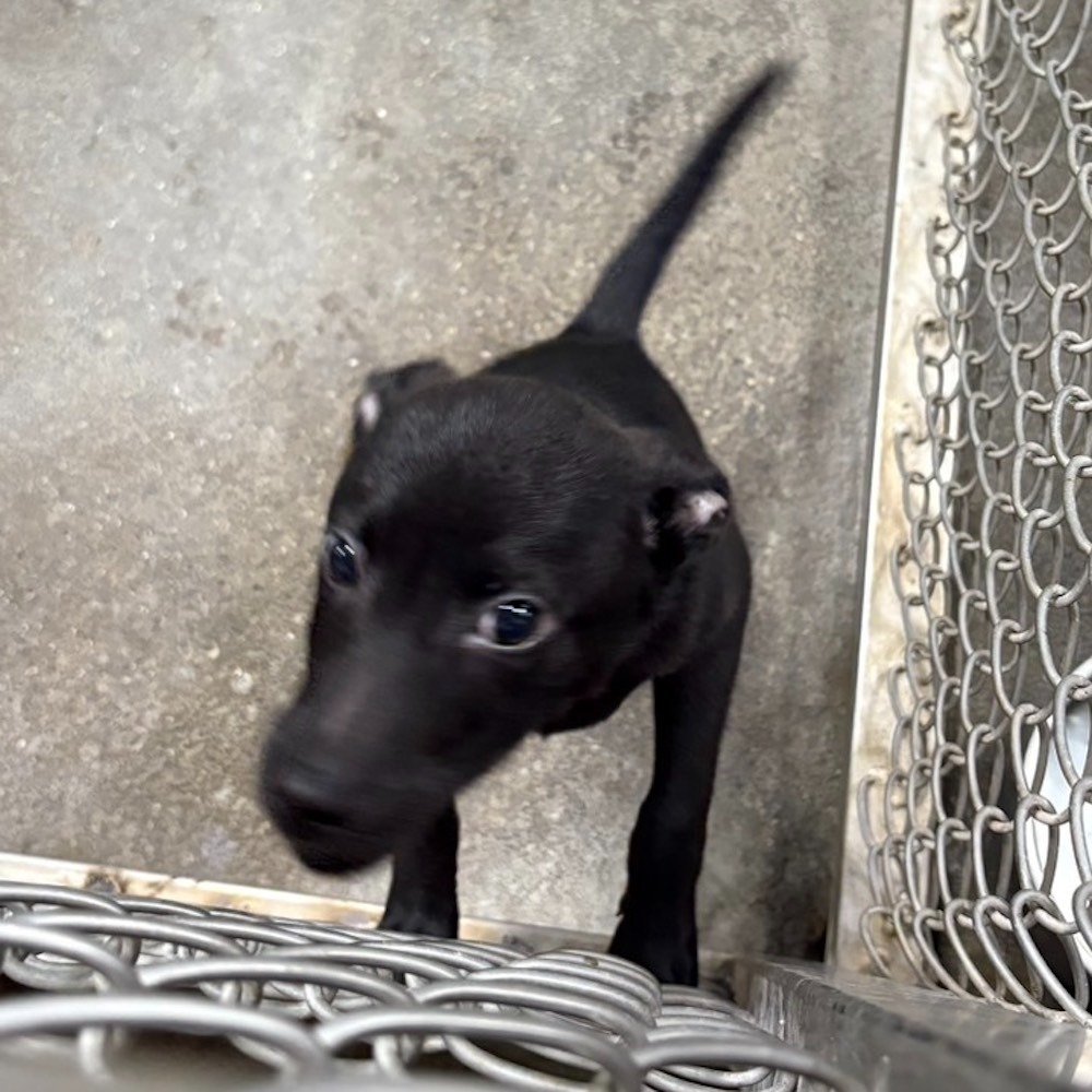 ❮二手❯ PURPOSE 束帶 加長長度 密碼鎖 各尺寸行李箱固定保護帶 附鎖打包固定 超厚防水尼龍布可直立束帶 航空箱-細節圖10