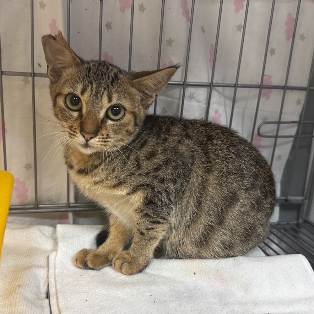 ❮二手❯ 日本 Capybara 卡皮巴拉 USB智能語音聲控 夜燈 小夜燈 USB燈 小燈 夜燈 聲控燈 語音聲控-細節圖7