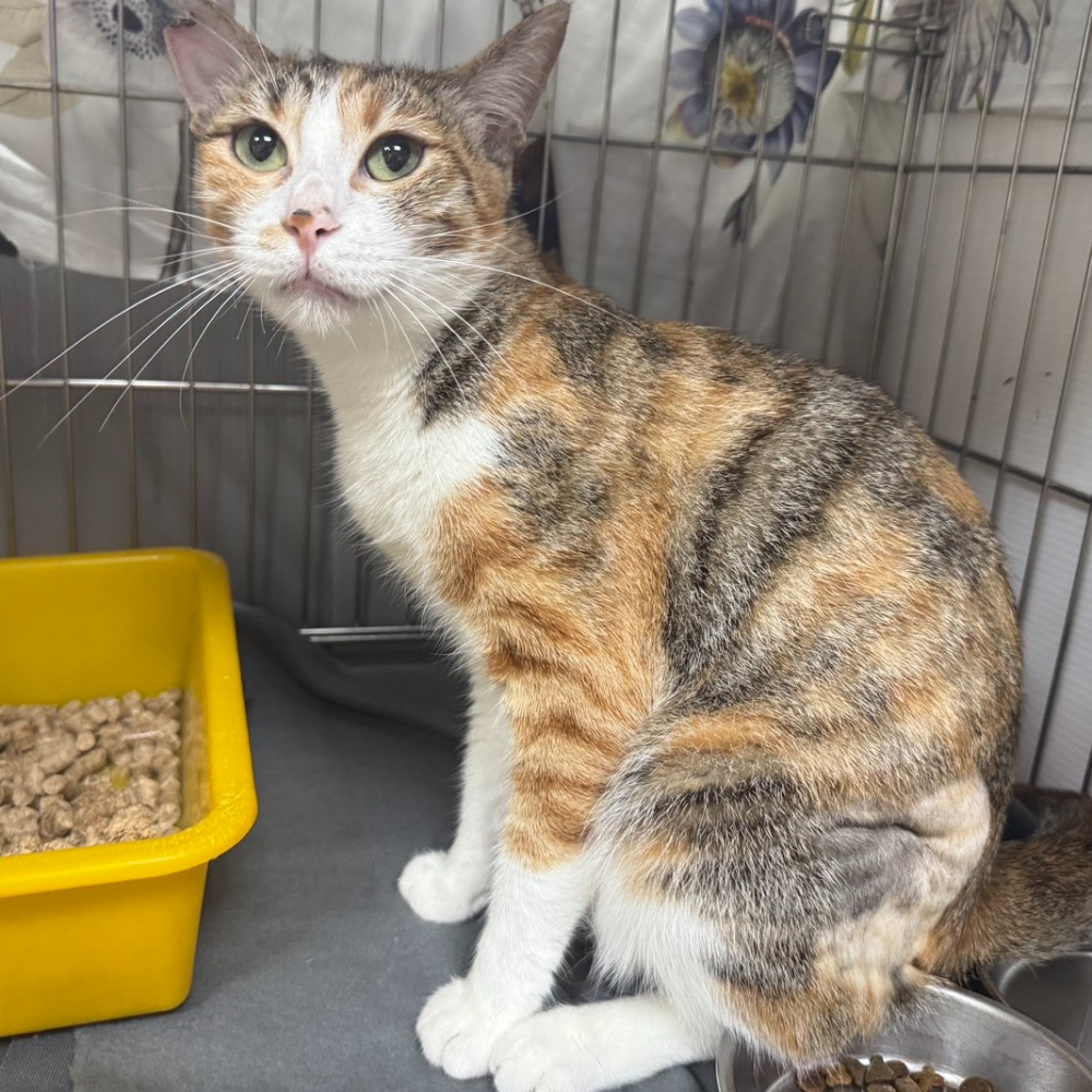 ❮二手❯ 美國 Abercrombie & Fitch 帆布包 側背包 女款 男款 中性 背包 書包 小背包 手提袋 袋-細節圖9