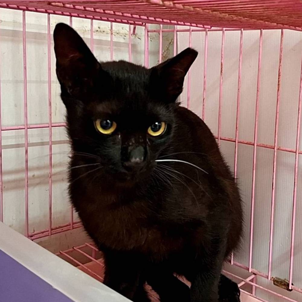 ❮二手❯ KEYWAY 聯府 P5-0045 大阪城鞋架 鞋櫃空間倍增 晶瑩剔透 防止愛鞋變形 阻擋隔板 防止鞋子滑落-細節圖5