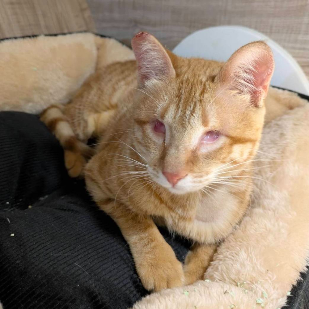 ❮近新❯ 義大利 ALFA ROMEO 米蘭 電腦後背包 阿爾法羅密歐 背包 書包 電腦包 後背包 護脊椎背包-細節圖10