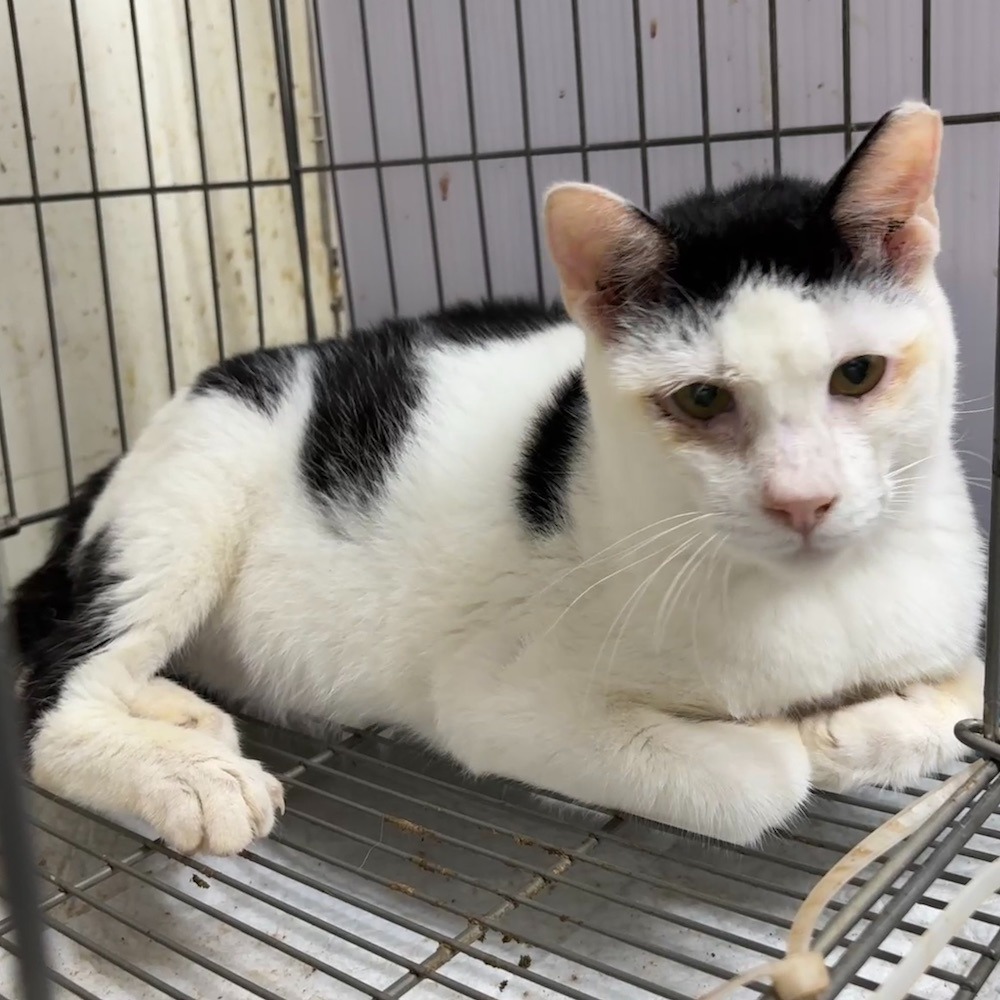 ❮二手❯ CatFence 貓柵欄 免打孔 寵物柵欄 貓咪安全柵欄 加高加密貓門欄 擋貓欄杆神器 圍欄 貓隔離門 貓護欄-細節圖8