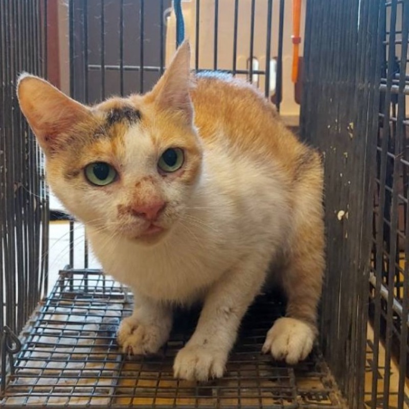 ❮二手❯ MAMMY VILLAGE 六甲村 樂活愛兒揹巾 新生兒背巾 嬰兒揹帶 透氣款 可調式 親餵哺乳 外出攜帶 紅-細節圖8