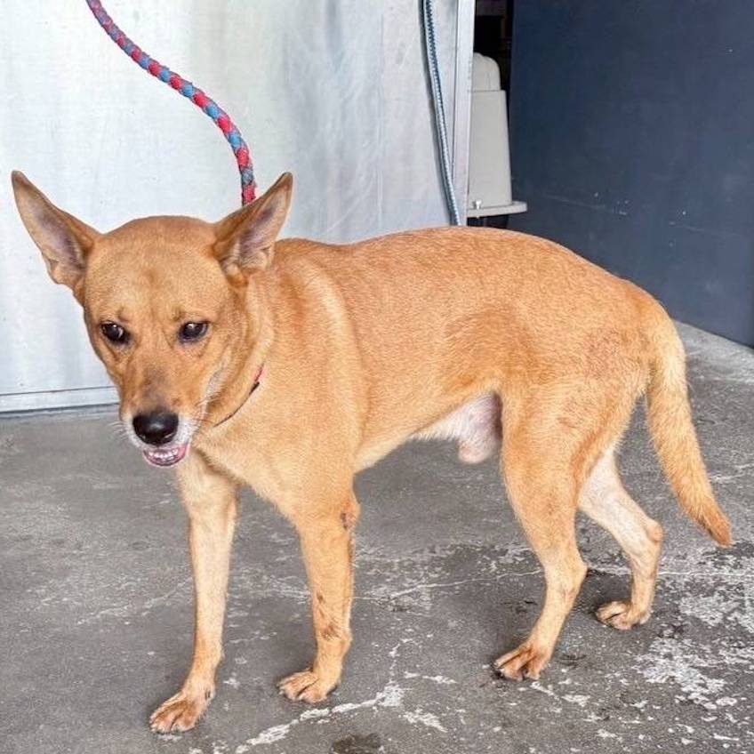 ❮全新❯ 慈濟 Tzu-Chi 靜思書軒 淨斯 純棉襪套 袖套 暖冬褲襪 厚暖冬褲襪 厚款 保暖 冬季必備 女襪 舒適-細節圖10